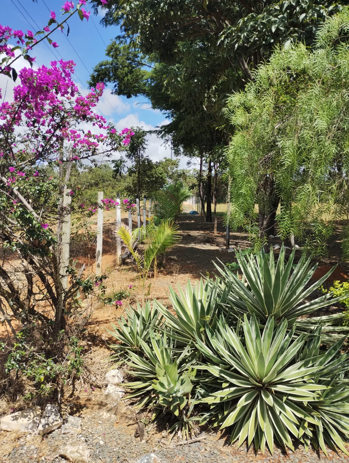 S-28 SITIO 55.000M2 CAETANOPOLIS