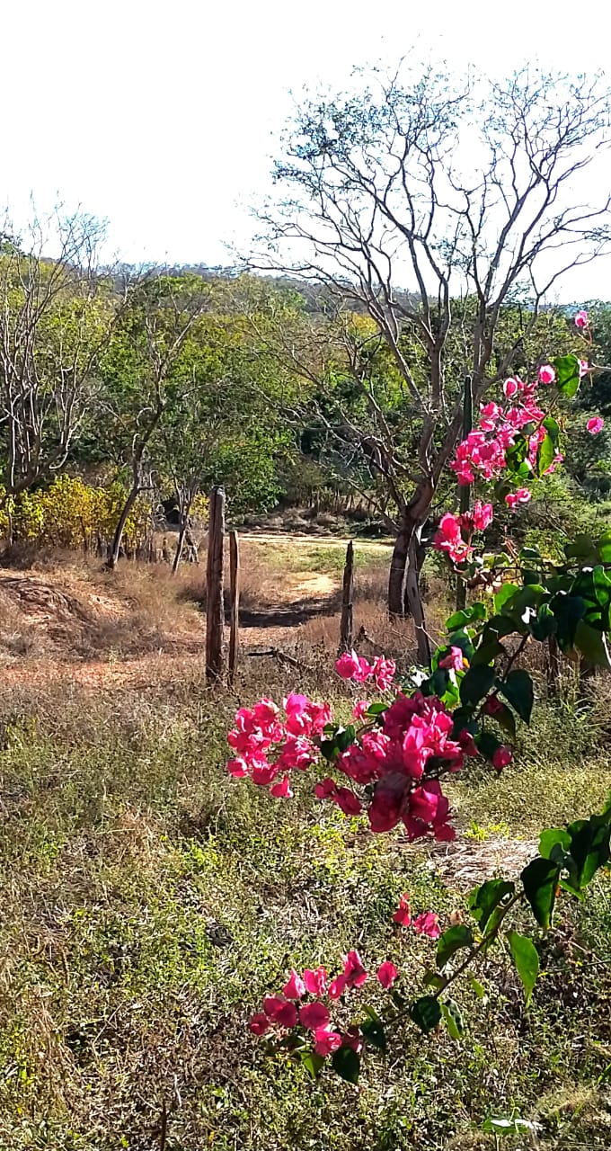 F- 059 FAZENDA 210HA VALE DO JEQUINTINHO