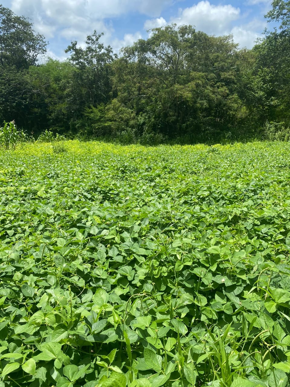 F- 059 FAZENDA 210HA VALE DO JEQUINTINHO