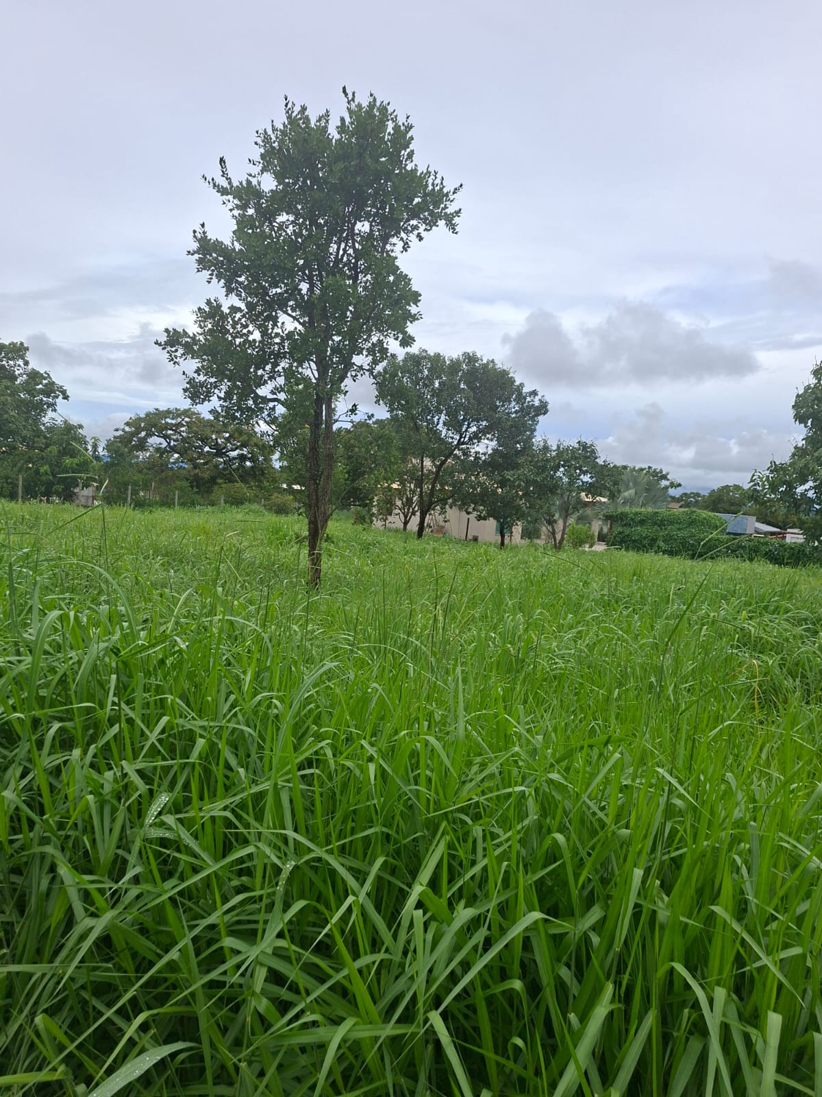 L-07 LOTE 1000M2 CONDOMINIO VALE VERDE  FUNILANDIA MG