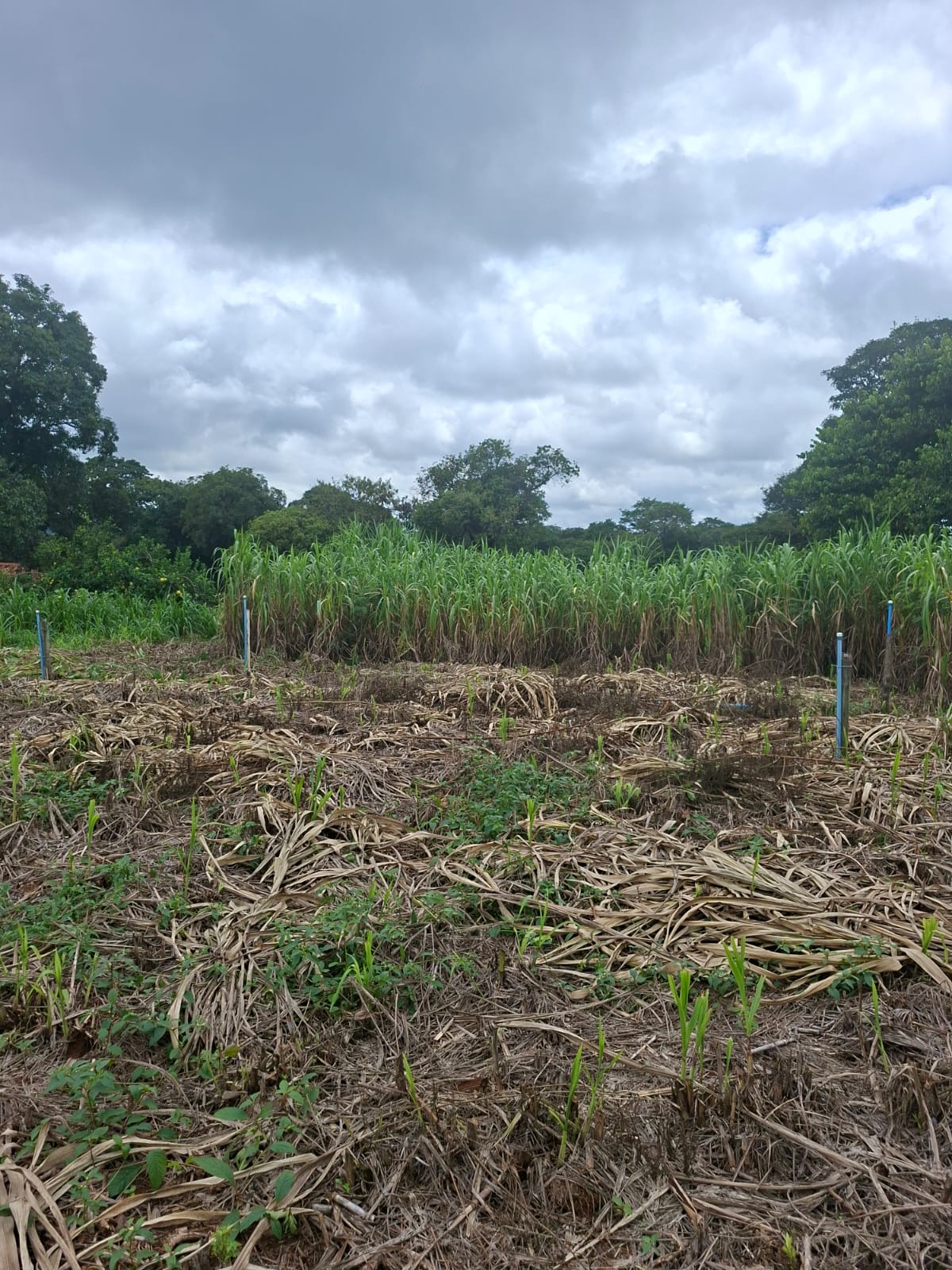 S-31 SITIO 21.000M2 MATOZINHOS MG