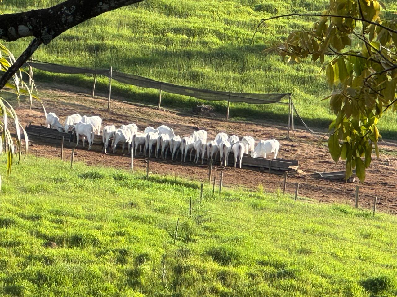 F-27 178HECTARES -PEDRO LEOPOLDO MG