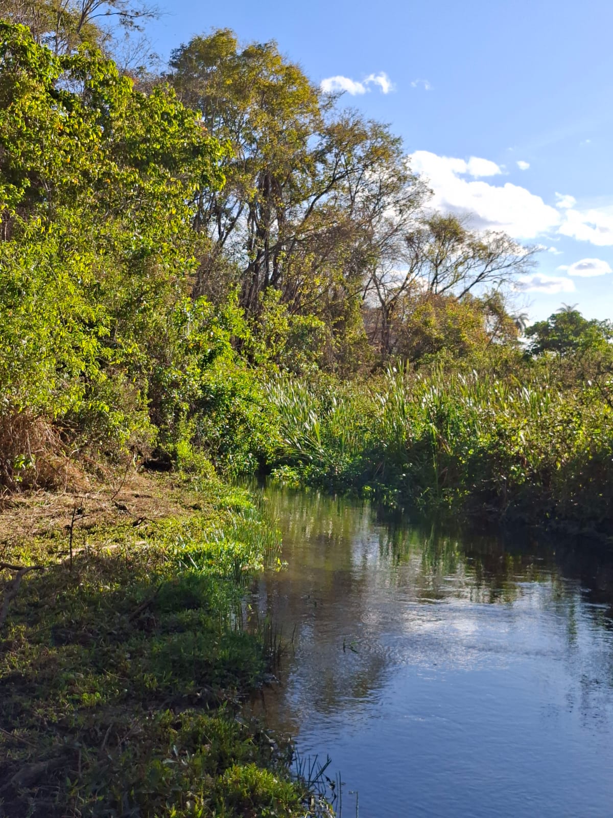 F-133 FAZENDA 84 HECTARES