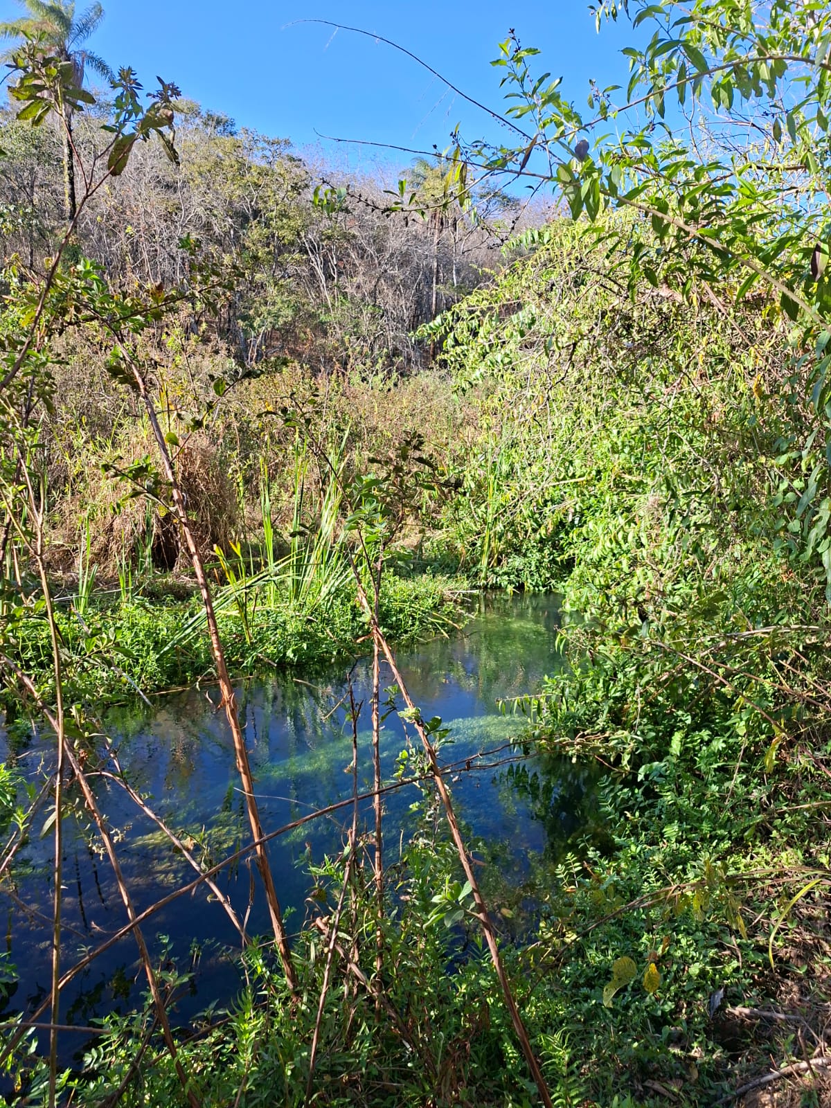F-133 FAZENDA 84 HECTARES
