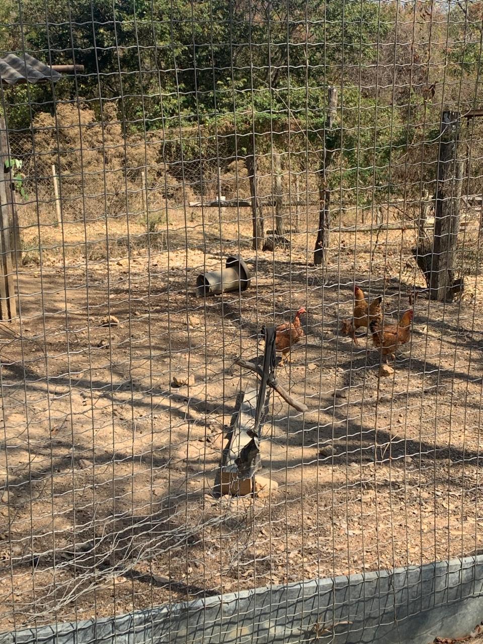 F-129 FAZENDA 50HA ARAÇAI MG