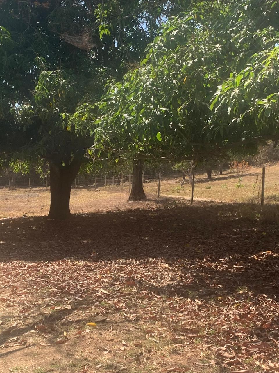 F-129 FAZENDA 50HA ARAÇAI MG