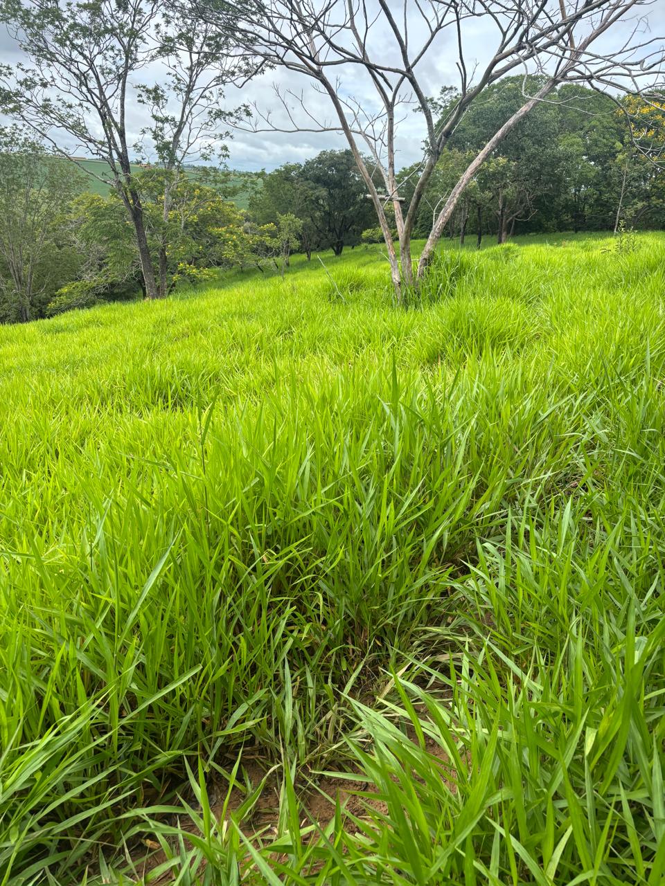 F-130 FAZENDA 23HA PARAOPEBA MG