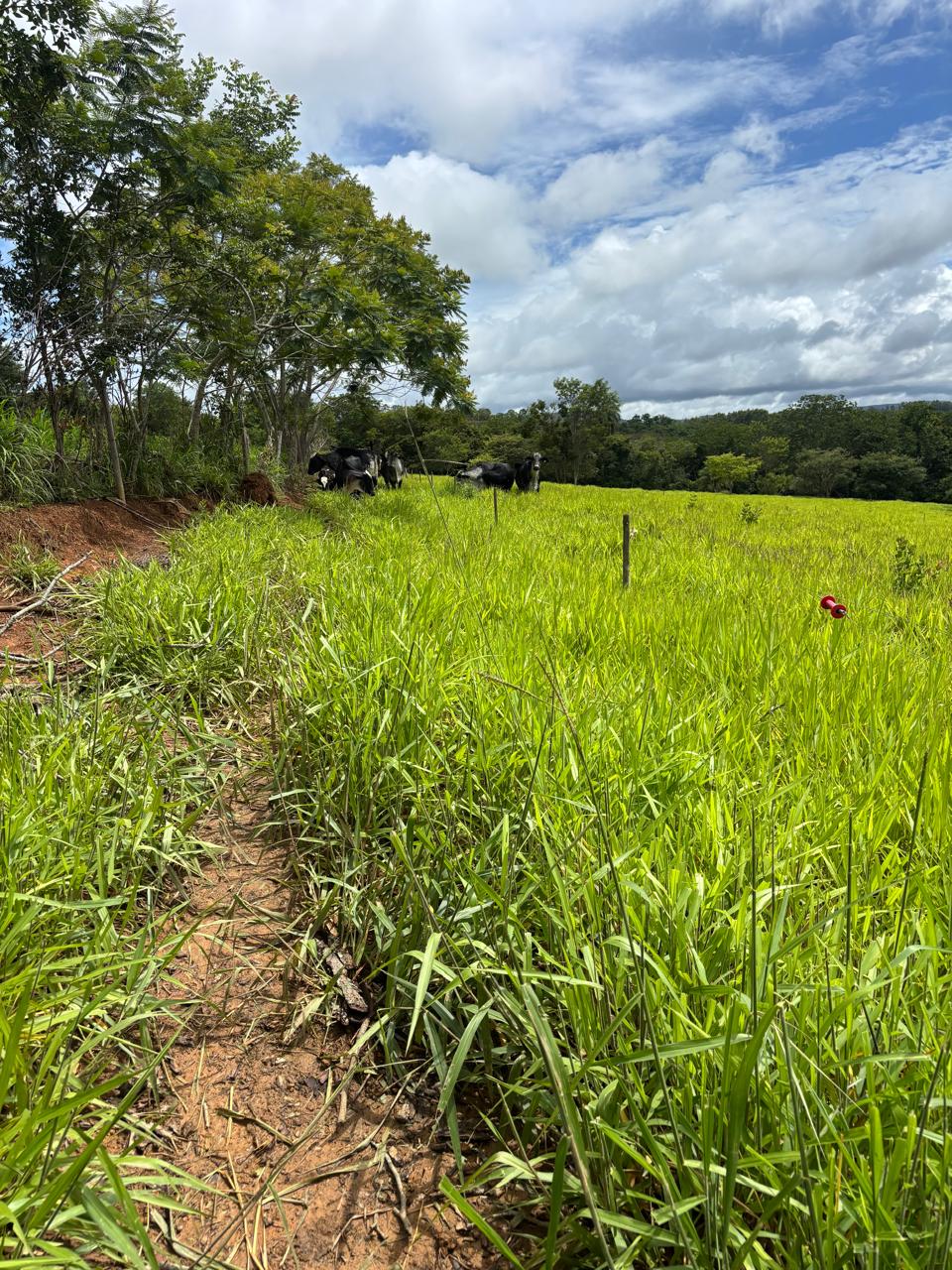 F-130 FAZENDA 23HA PARAOPEBA MG