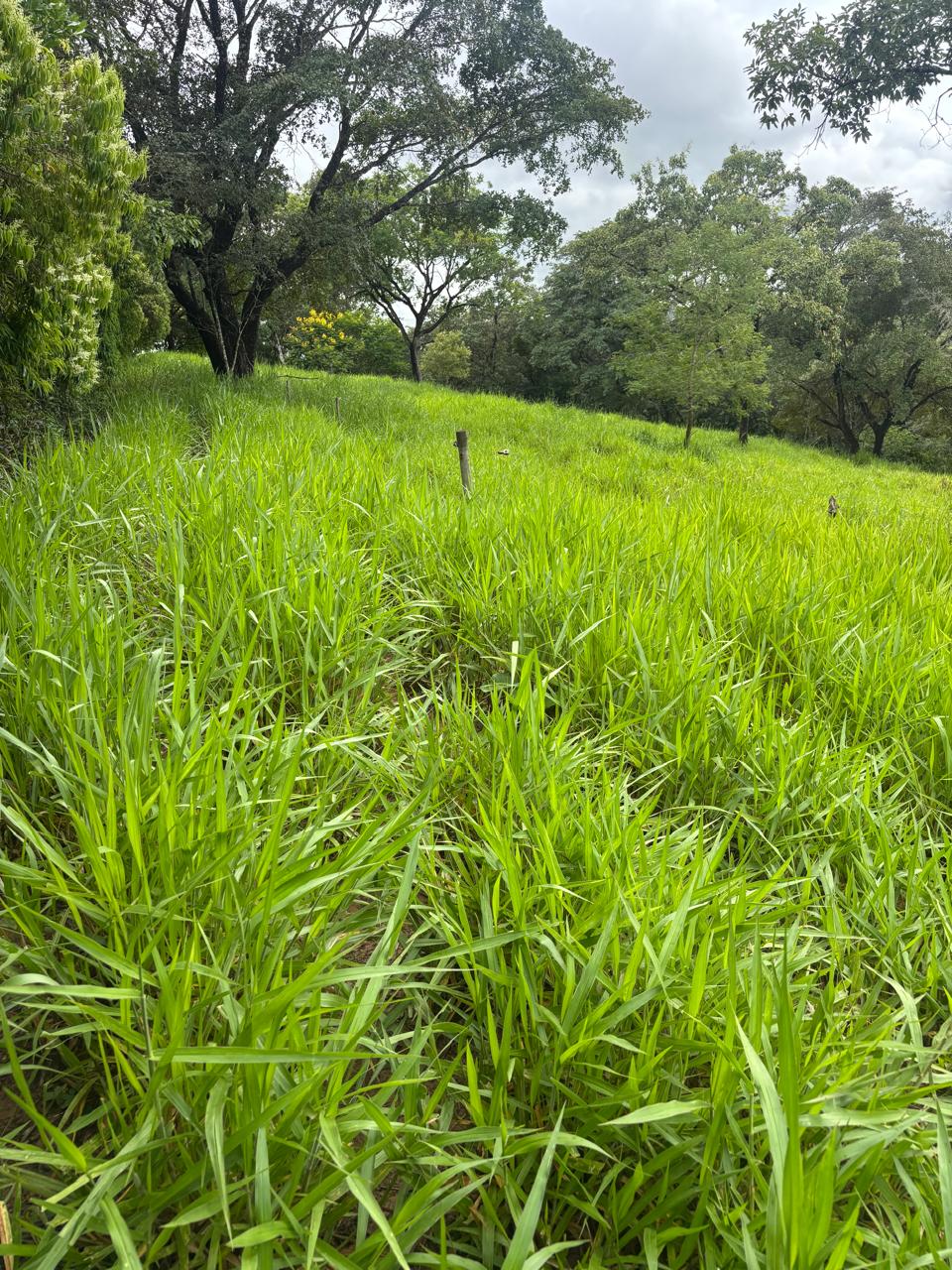 F-130 FAZENDA 23HA PARAOPEBA MG