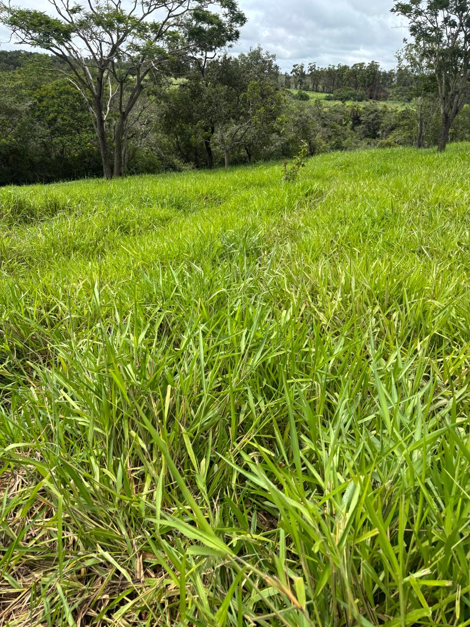 F-130 FAZENDA 23HA PARAOPEBA MG
