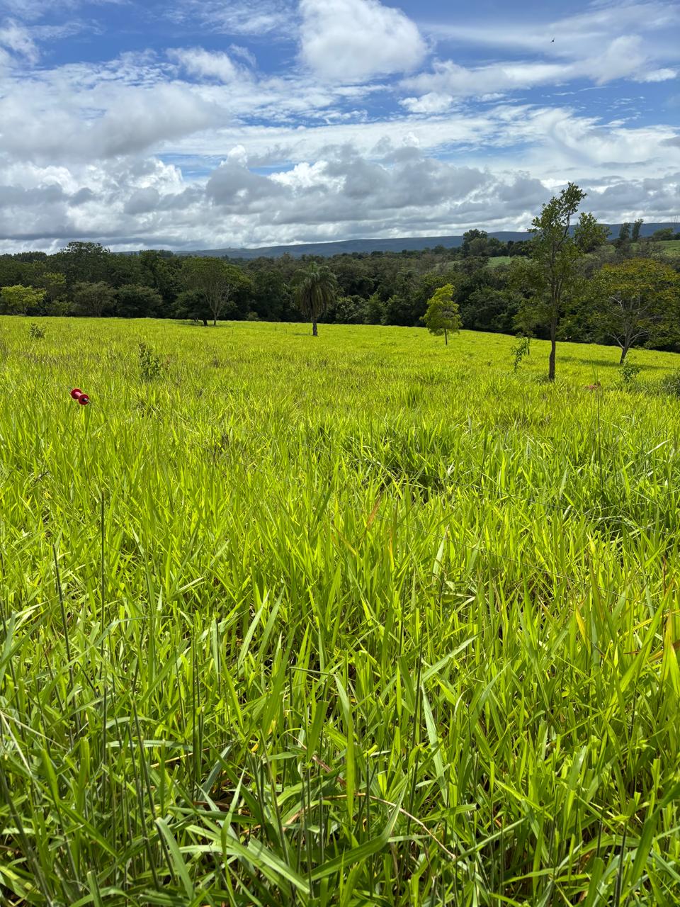 F-130 FAZENDA 23HA PARAOPEBA MG