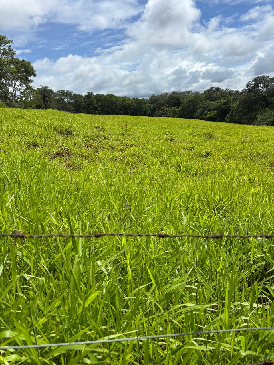 F-130 FAZENDA 23HA PARAOPEBA MG