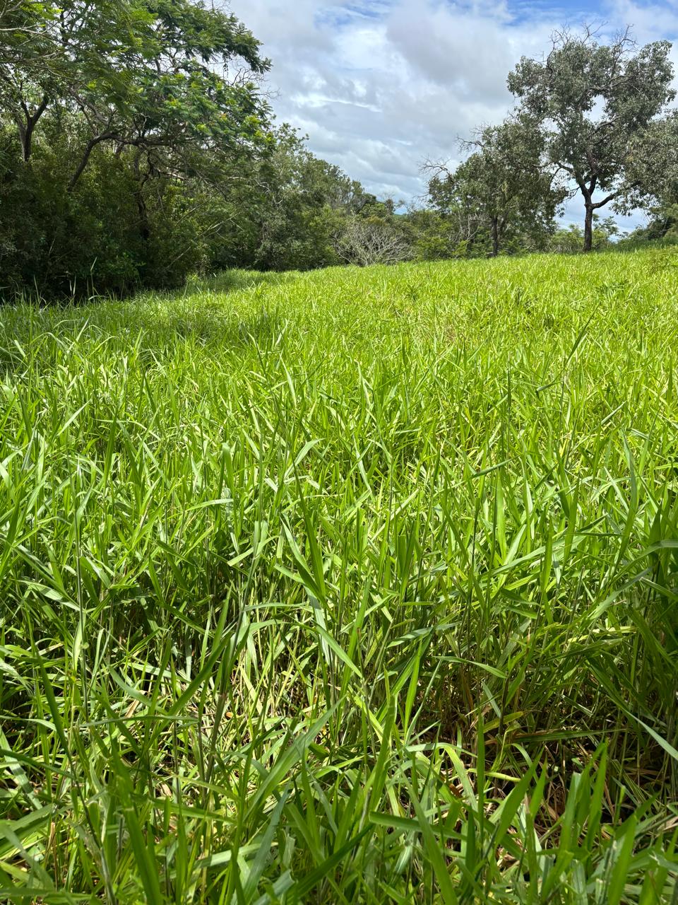 F-130 FAZENDA 23HA PARAOPEBA MG