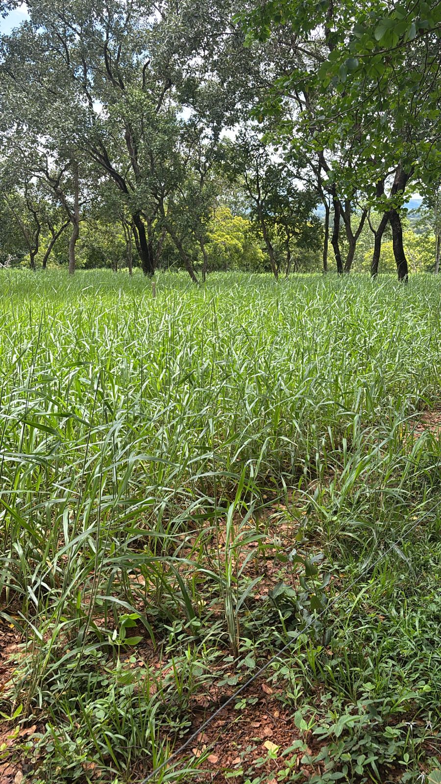 F-130 FAZENDA 23HA PARAOPEBA MG