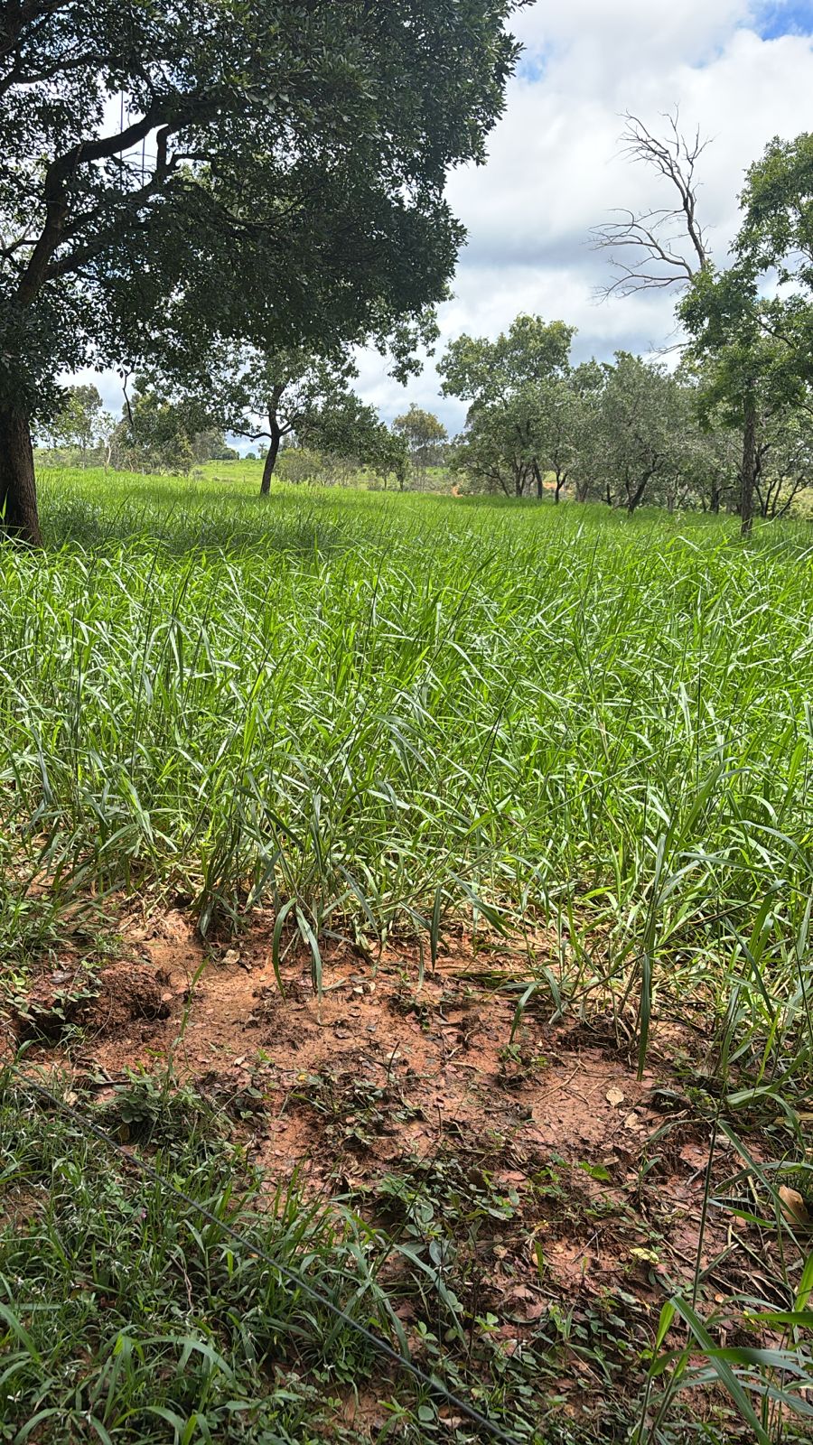 F-130 FAZENDA 23HA PARAOPEBA MG