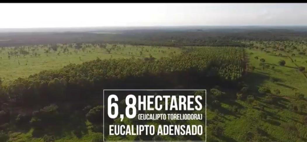 F-126 FAZENDA 1800HAC CURVELO MG