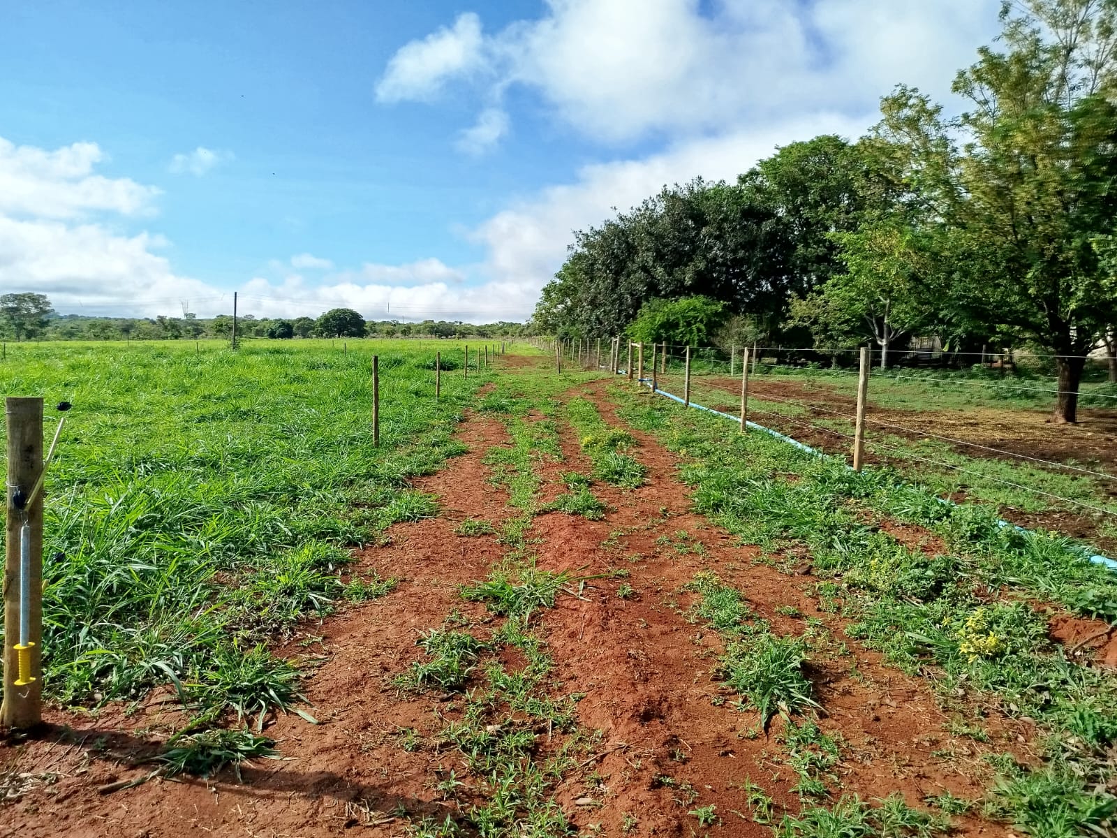F-131 FAZENDA 68HA CURVELO MG