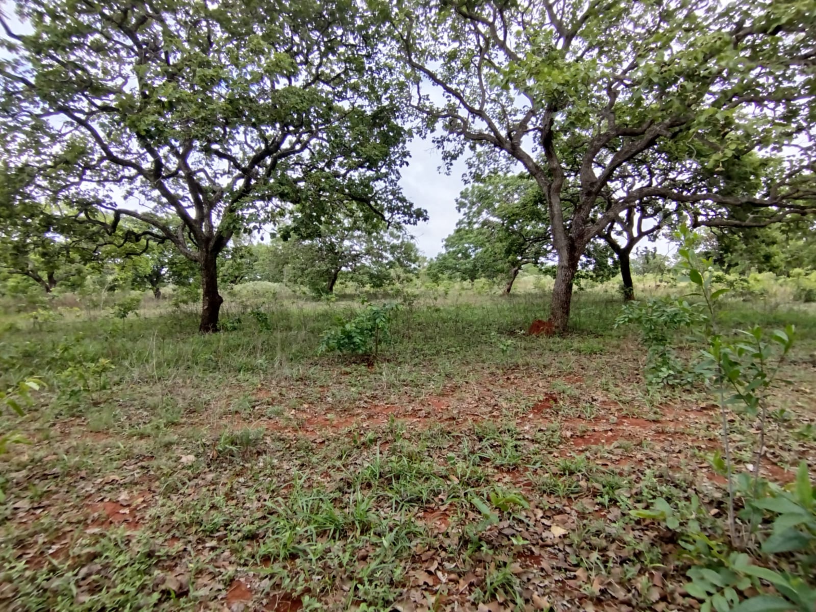 F-131 FAZENDA 68HA CURVELO MG