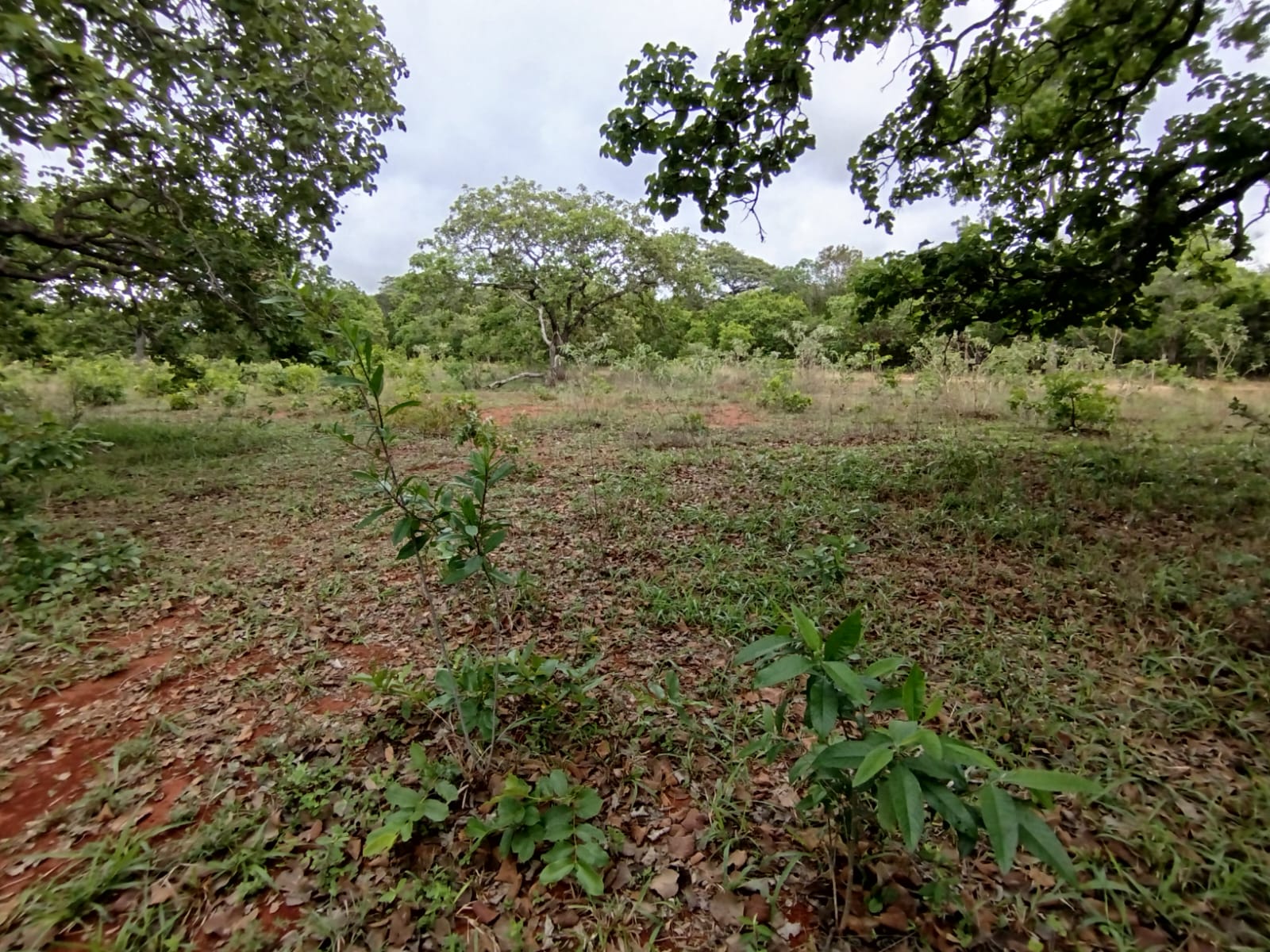 F-131 FAZENDA 68HA CURVELO MG