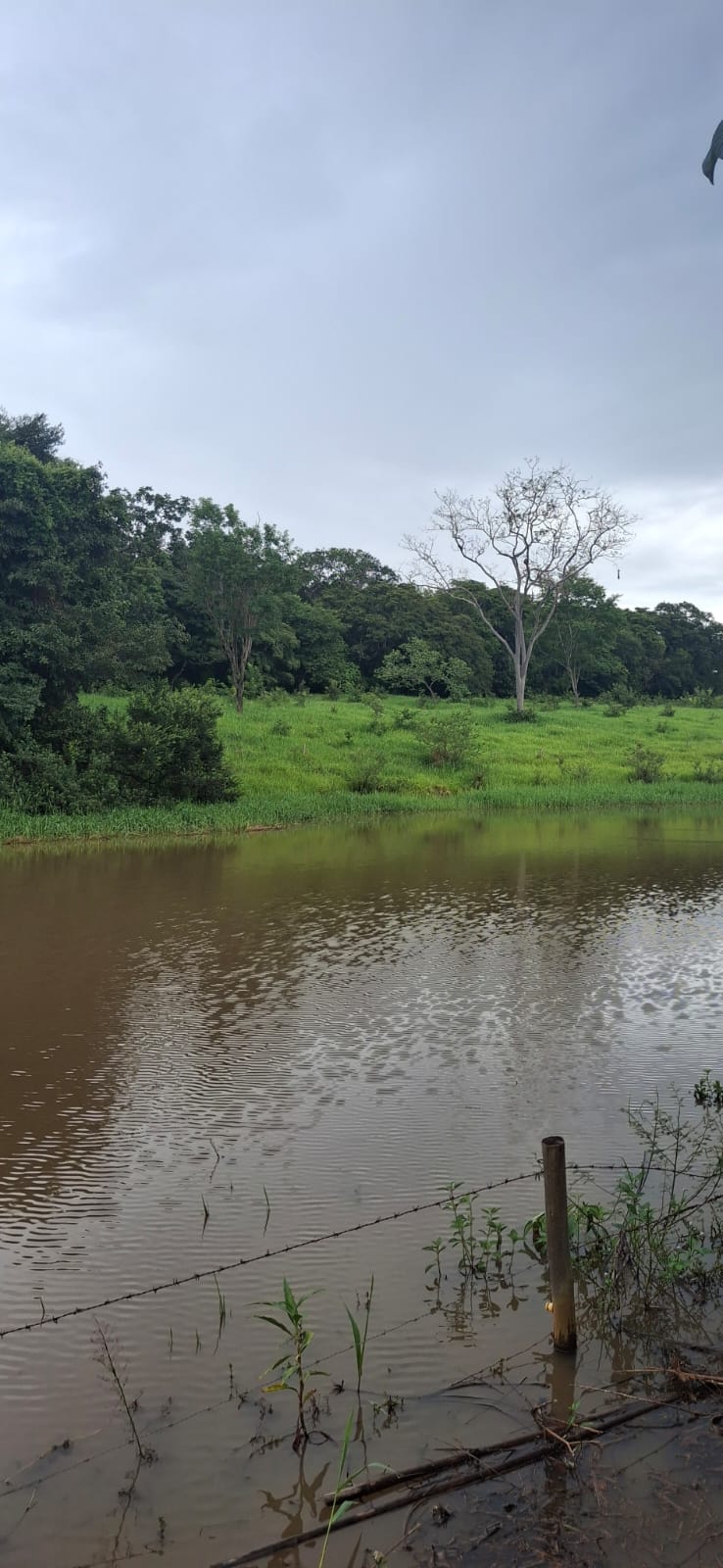 F-128 FAZENDA 80HECTARES CURVELOMG