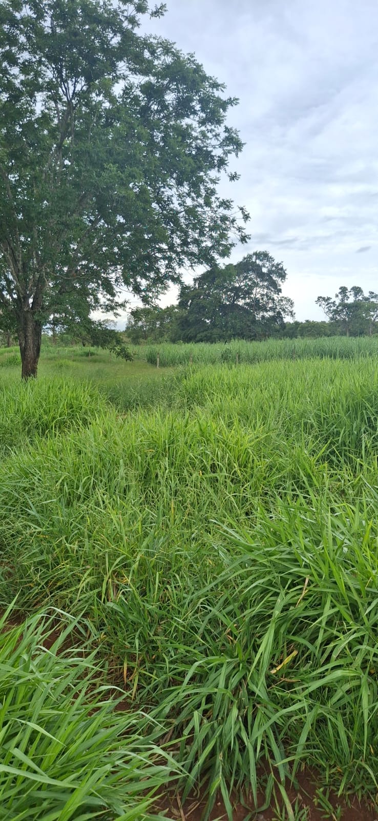 F-128 FAZENDA 80HECTARES CURVELOMG