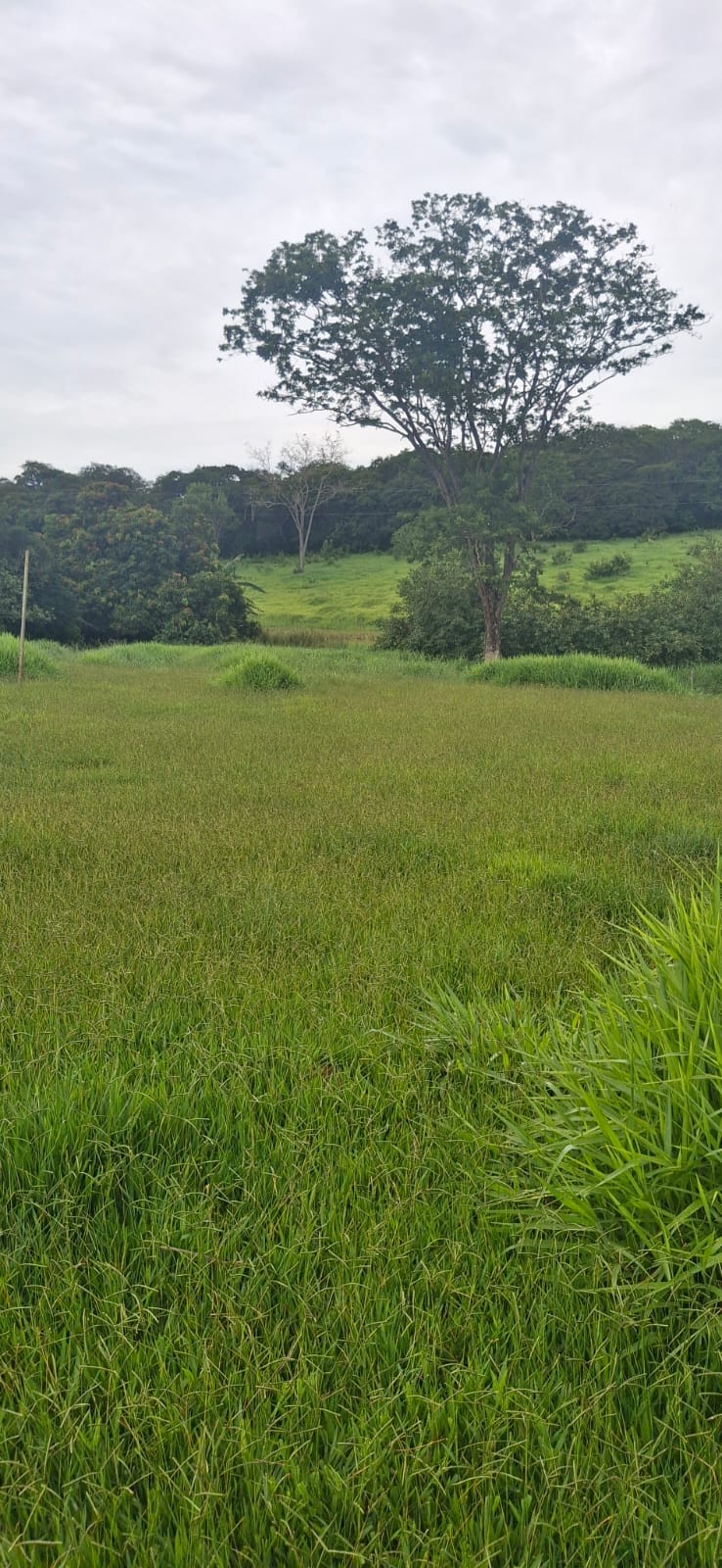 F-128 FAZENDA 80HECTARES CURVELOMG