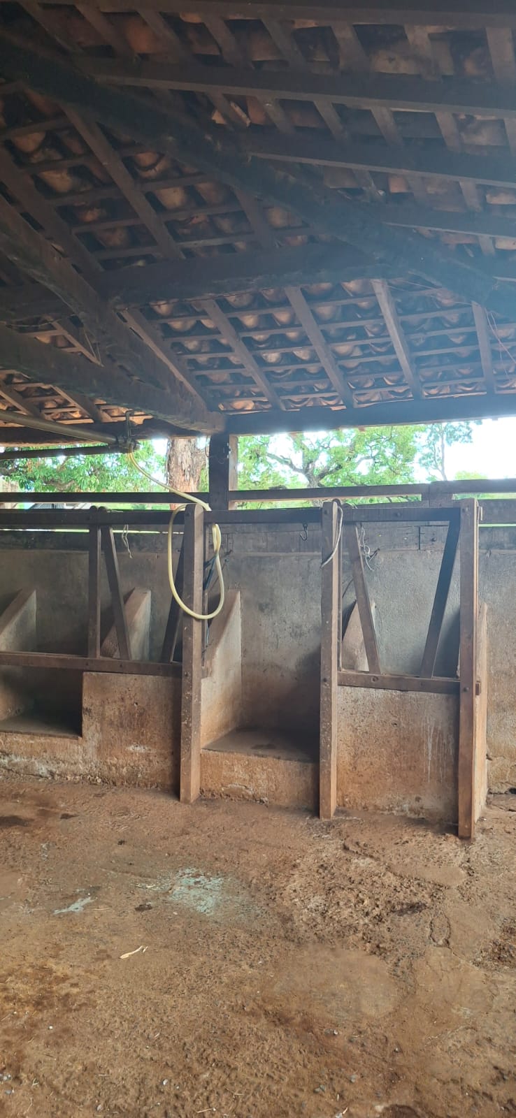 F-128 FAZENDA 80HECTARES CURVELOMG