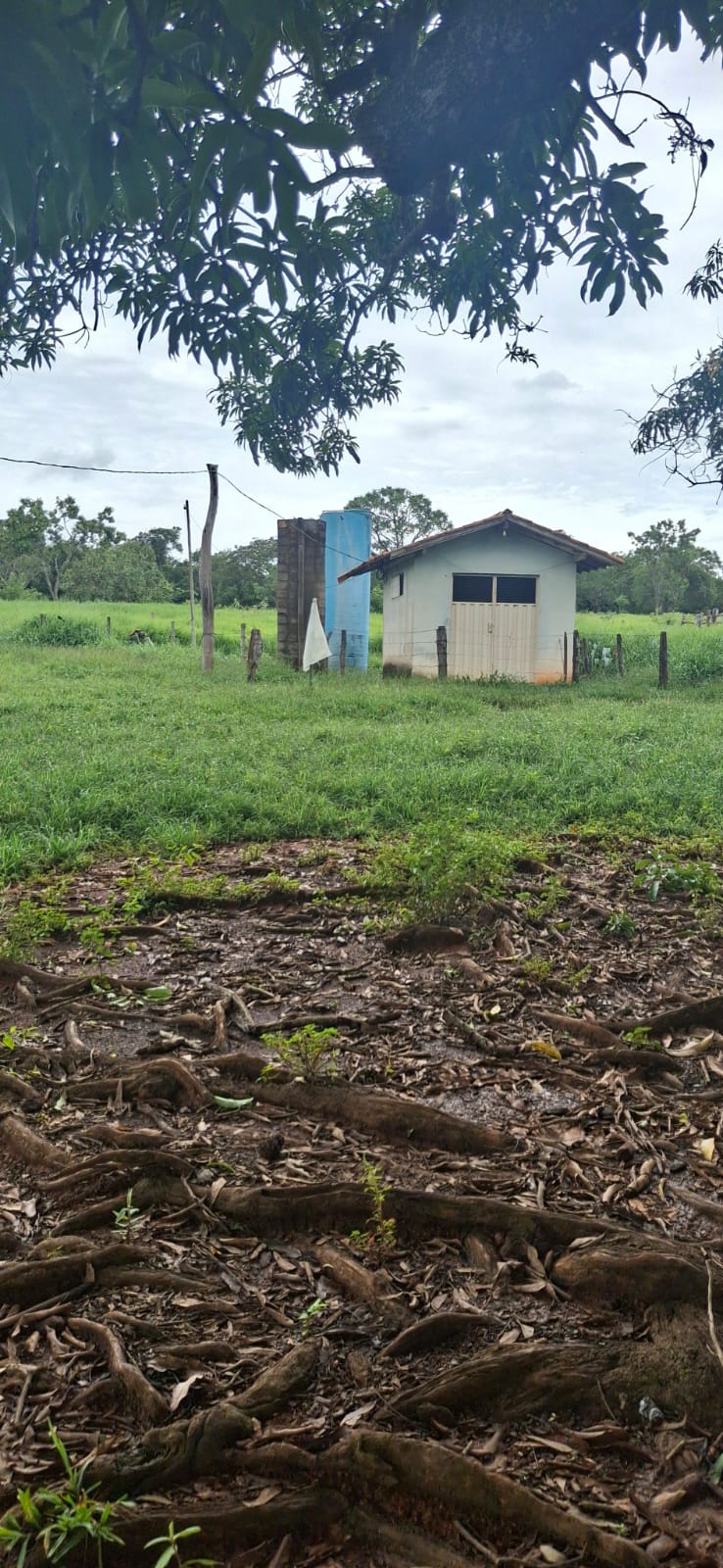 F-128 FAZENDA 80HECTARES CURVELOMG