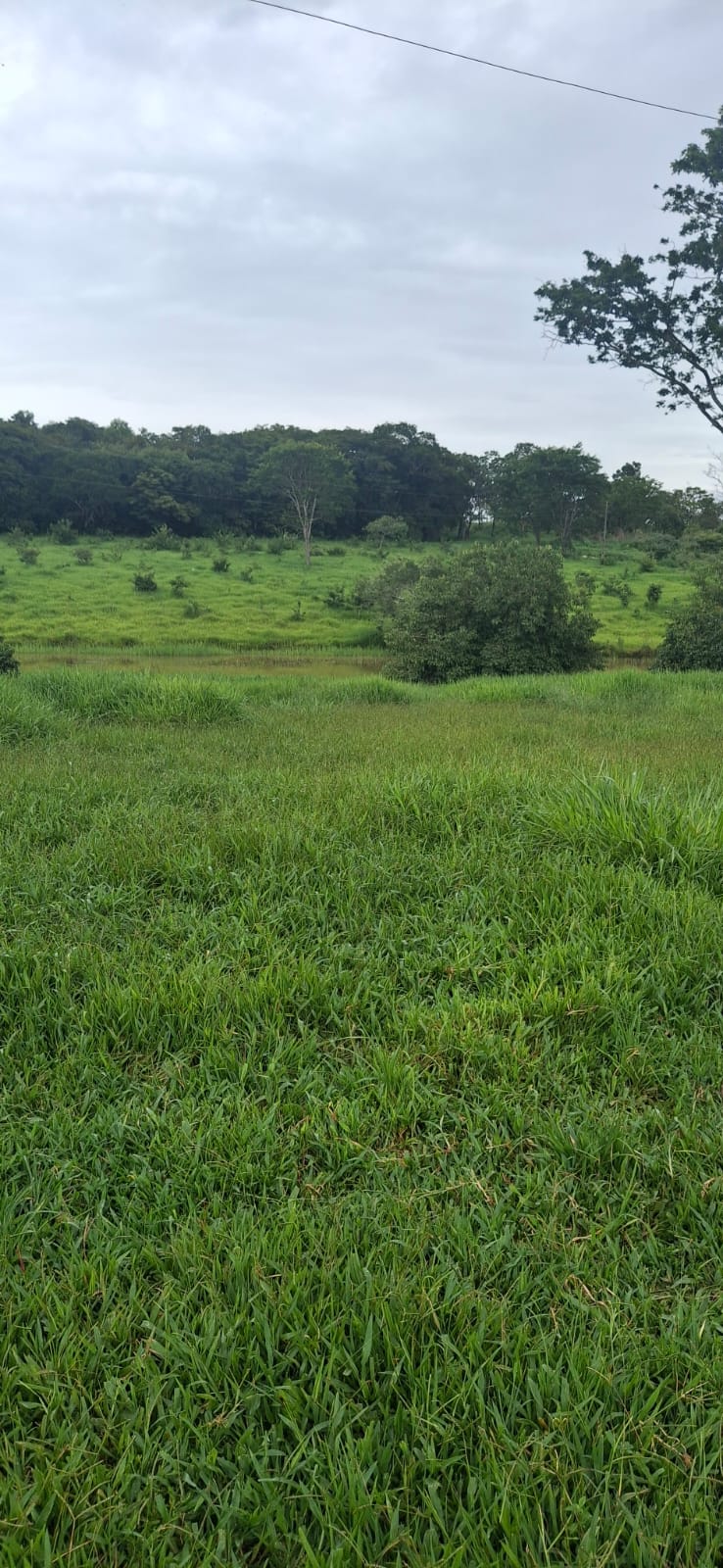F-128 FAZENDA 80HECTARES CURVELOMG