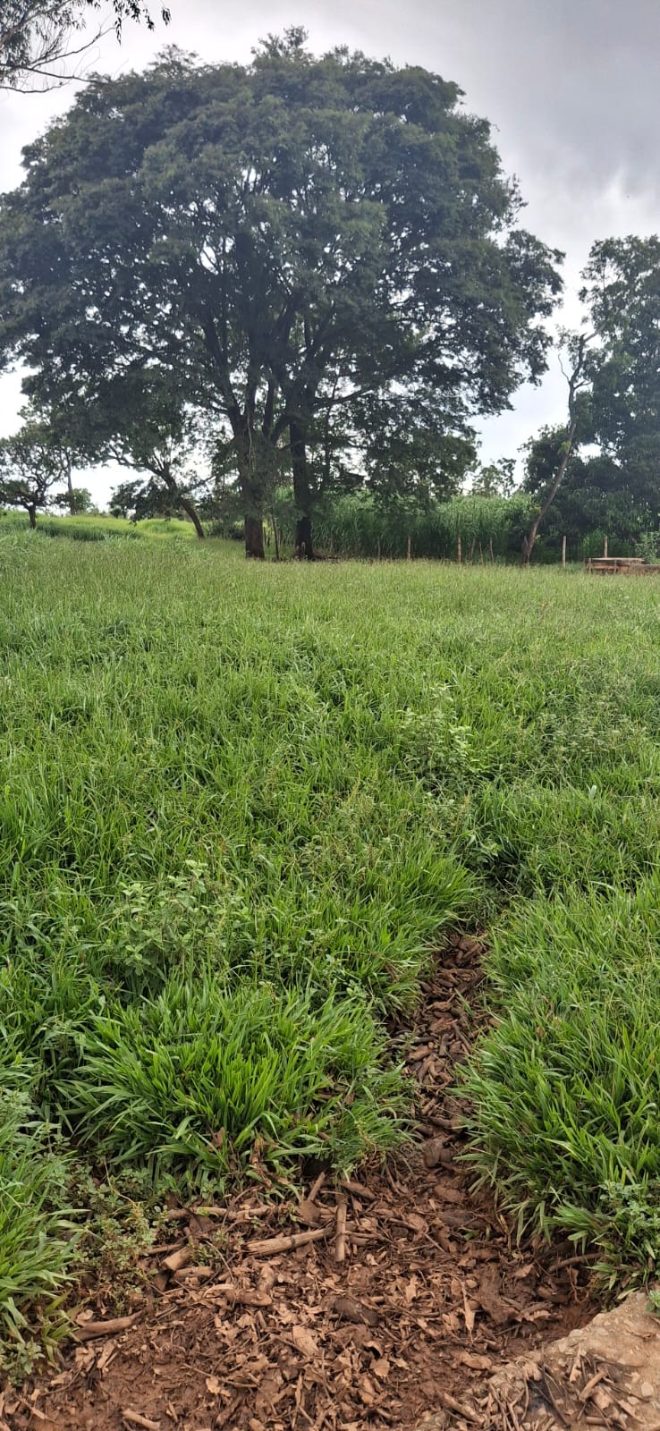 F-128 FAZENDA 80HECTARES CURVELOMG