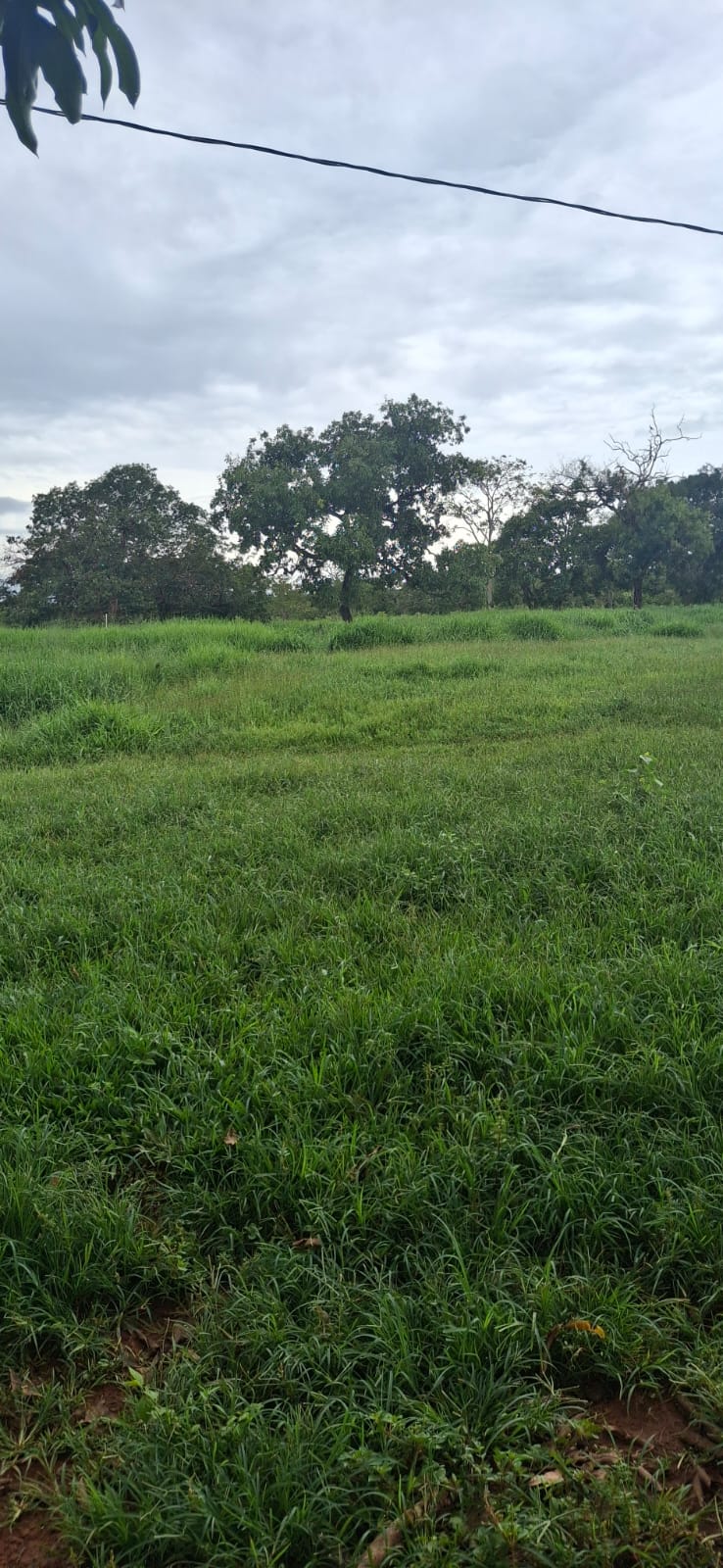 F-128 FAZENDA 80HECTARES CURVELOMG