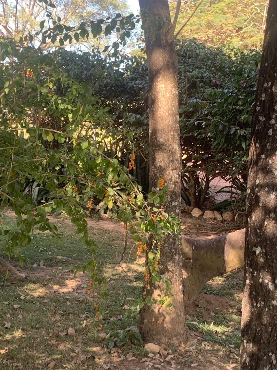 F-132 FAZENDA 770HA