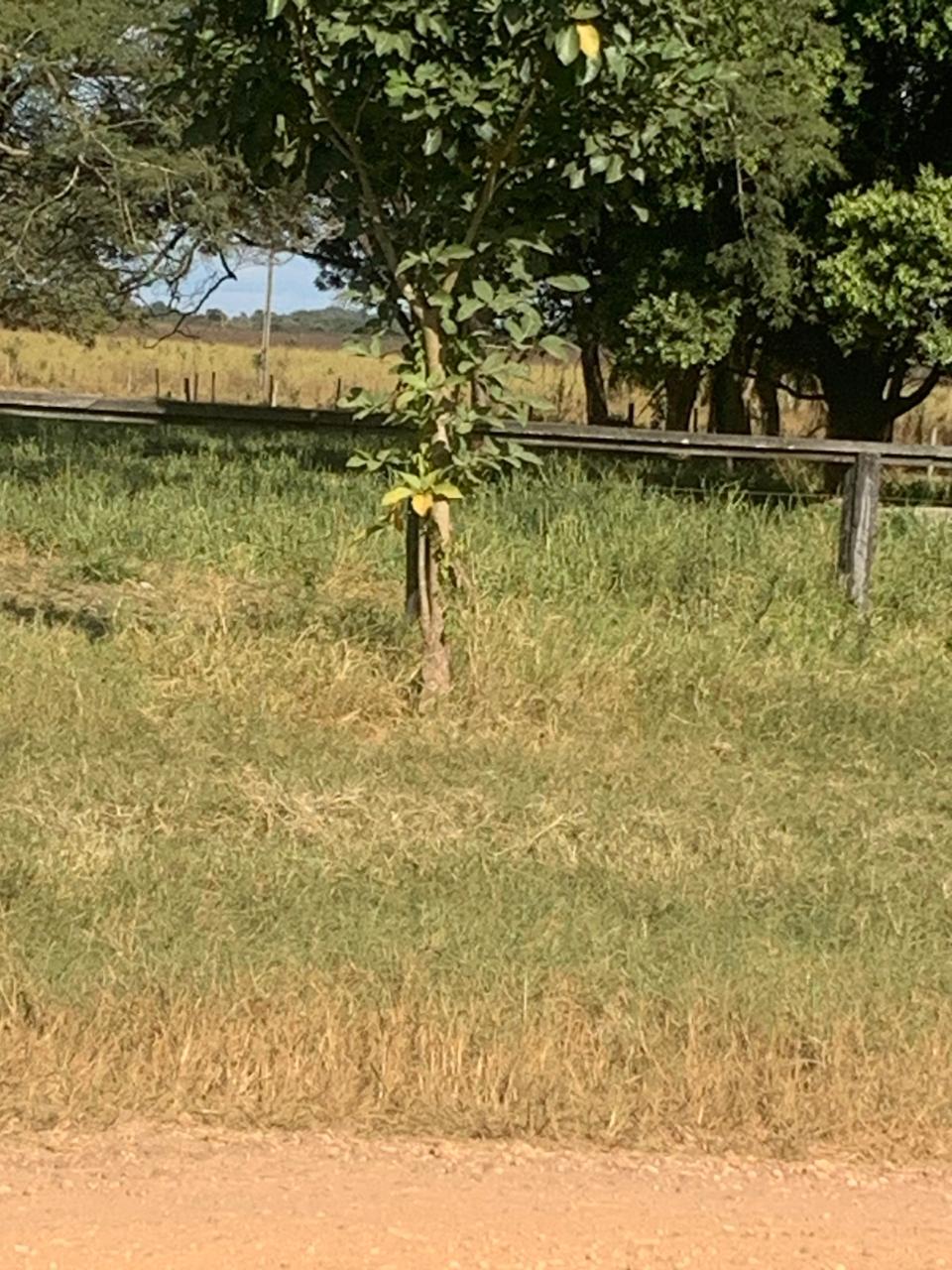 F-132 FAZENDA 770HA