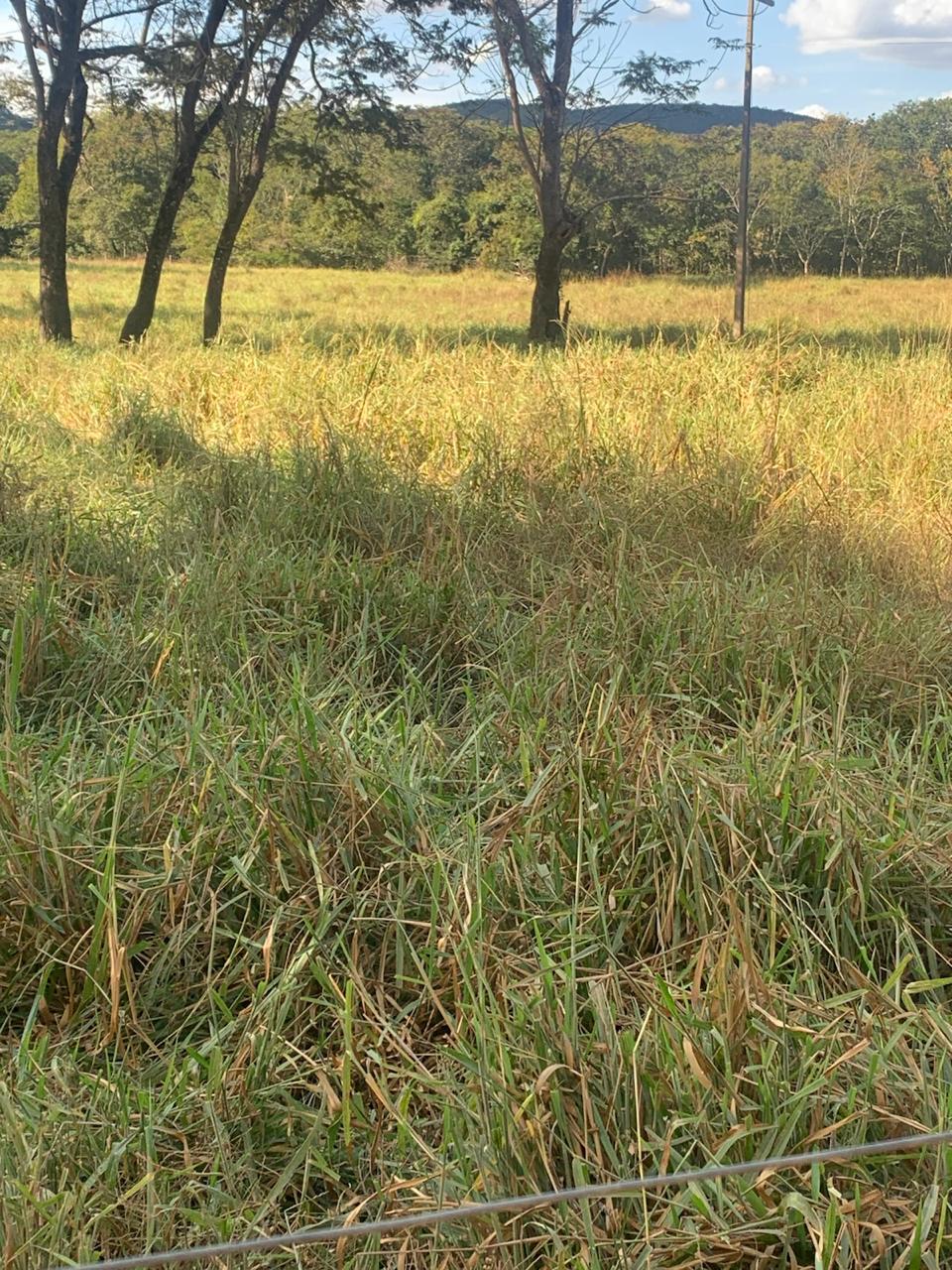 F-132 FAZENDA 770HA