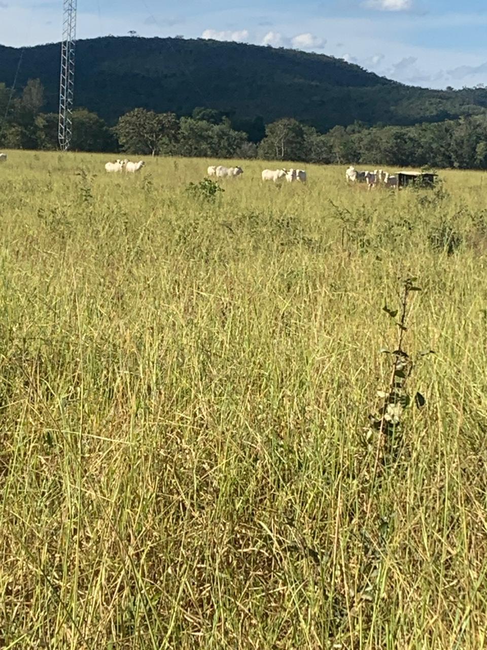 F-132 FAZENDA 770HA