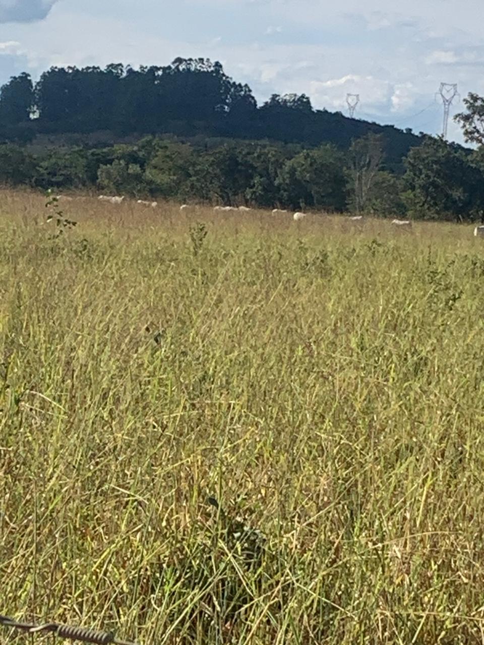 F-132 FAZENDA 770HA