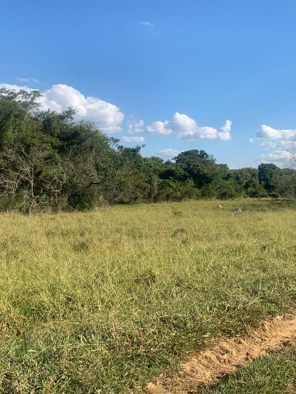 F-132 FAZENDA 770HA
