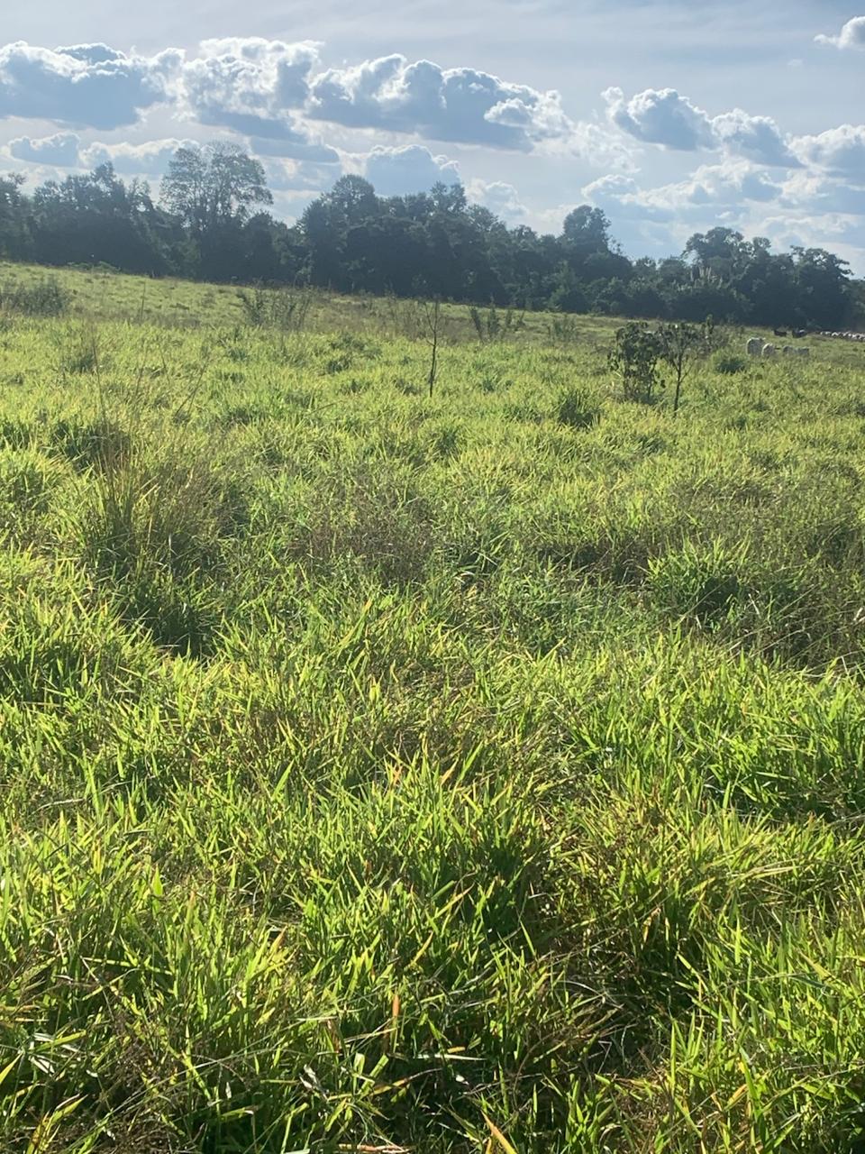 F-132 FAZENDA 770HA