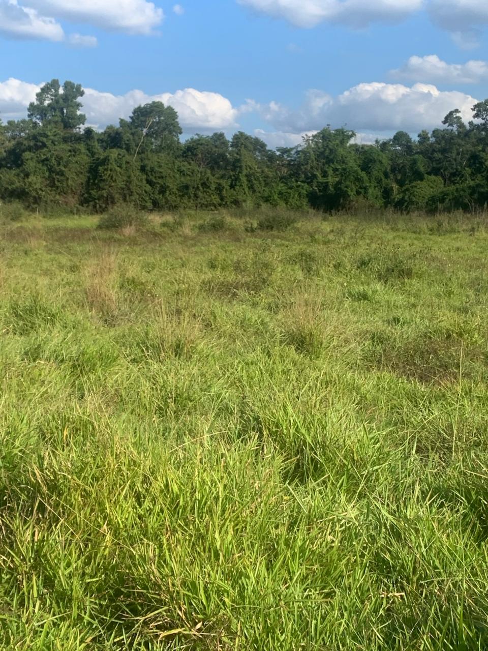 F-132 FAZENDA 770HA