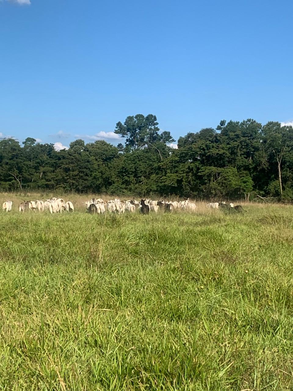 F-132 FAZENDA 770HA