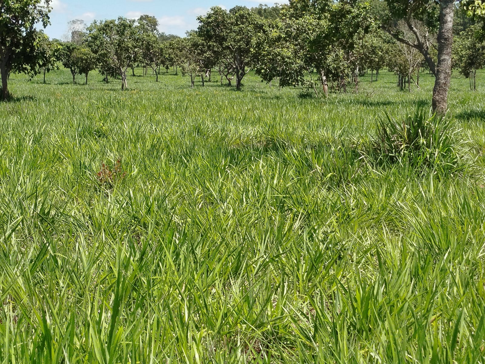 F-134 FAZENDA 152HA CURVELO MG
