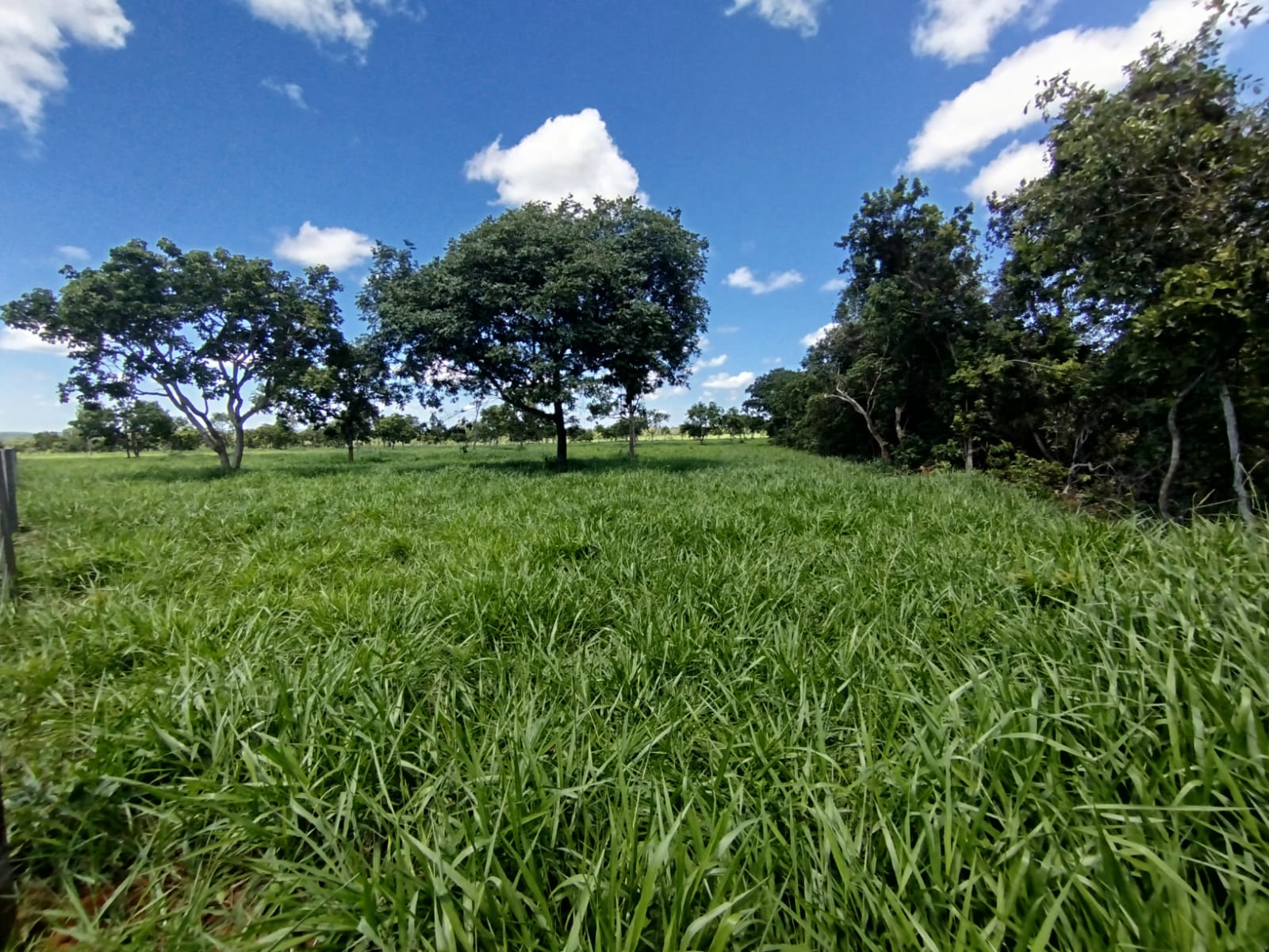 F-134 FAZENDA 152HA CURVELO MG