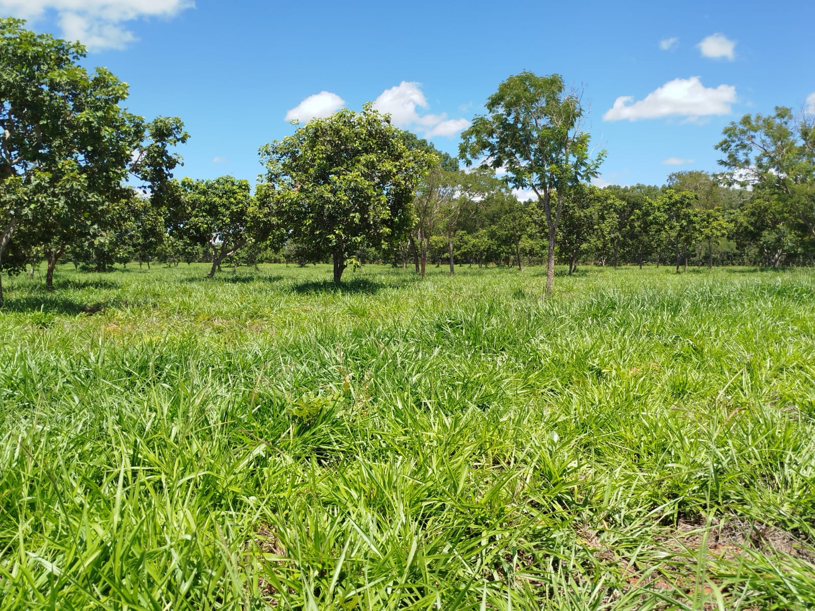 F-134 FAZENDA 152HA CURVELO MG