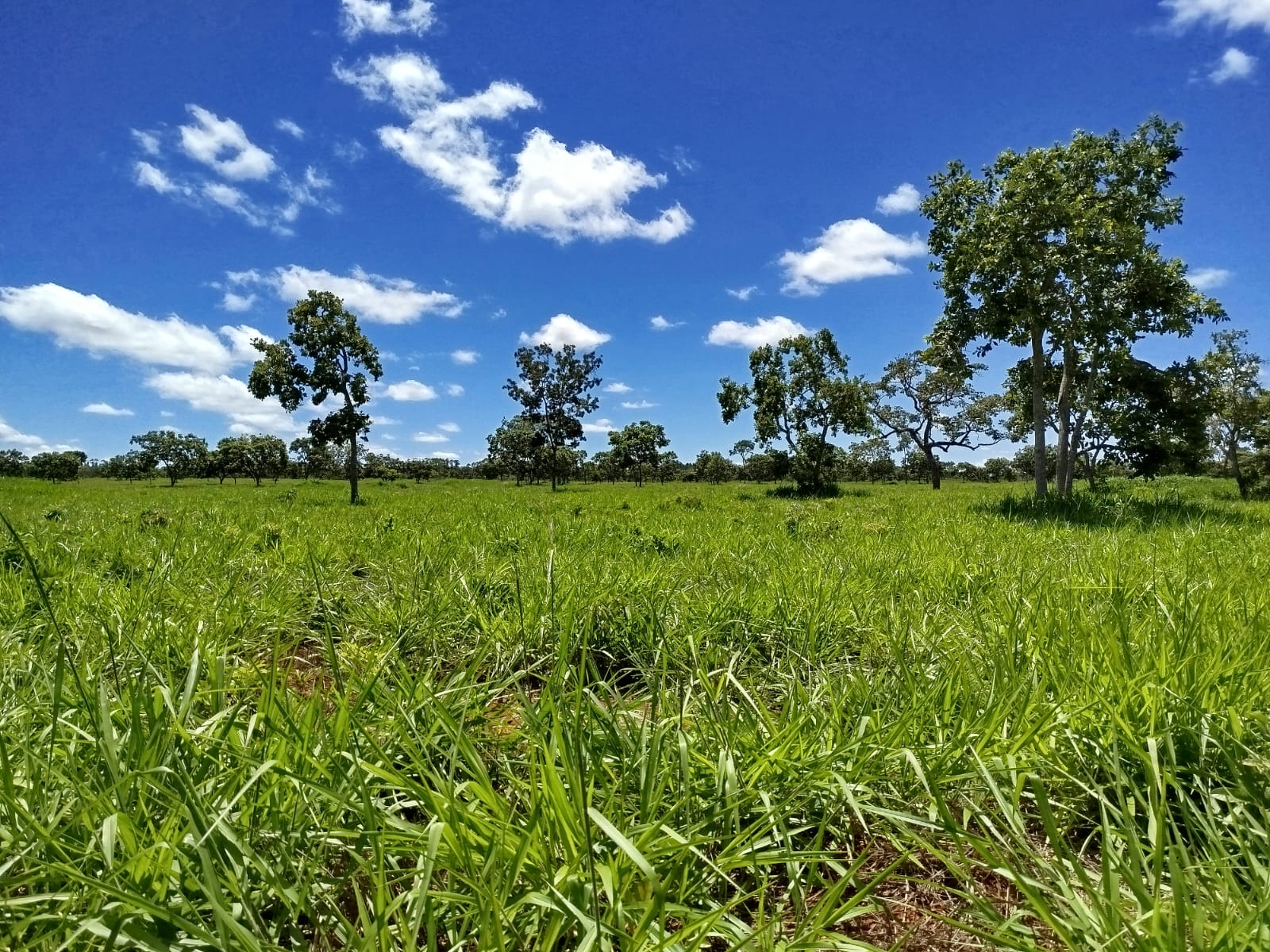 F-134 FAZENDA 152HA CURVELO MG