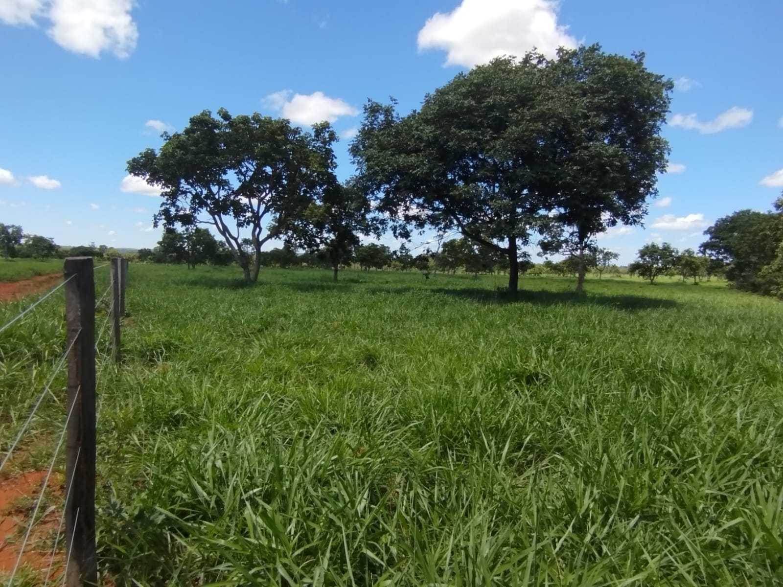F-134 FAZENDA 152HA CURVELO MG