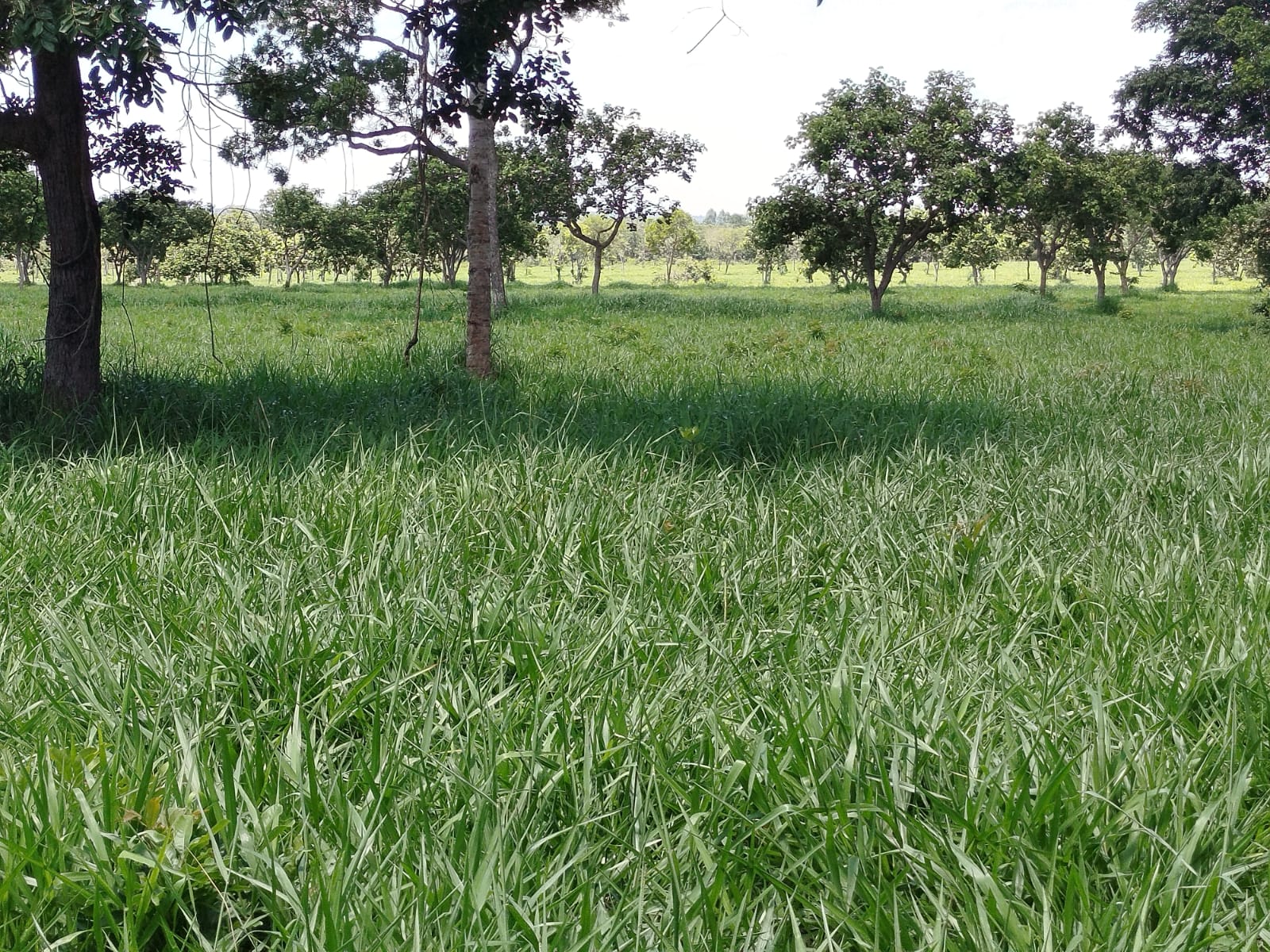 F-134 FAZENDA 152HA CURVELO MG